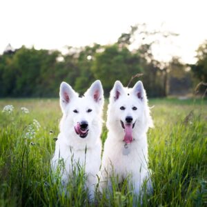 two white dogs in field of grass
