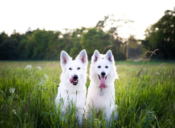two white dogs in field of grass
